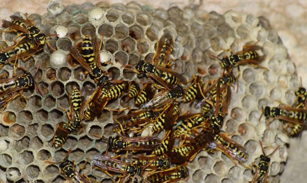 166.) THL – Insekten